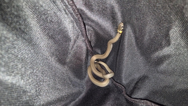 Nastik roomas laste mängutuppa